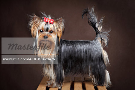 Little pedigreed home doggie, yorkshire terrier posing in the studio, standing sideways in a full-length, on a dark, brown background.