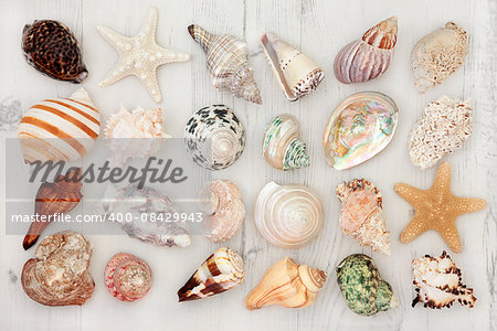 Large seashell collection on a distressed white wooden background.