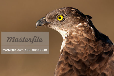 Portrait of European honey buzzard