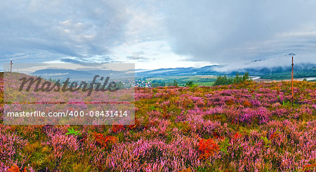 September morning country foothills panorama with heather flowers and wooden cross (Lviv Oblast, Ukraine)