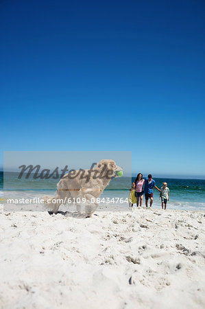 Cute family throwing ball at dog on the beach