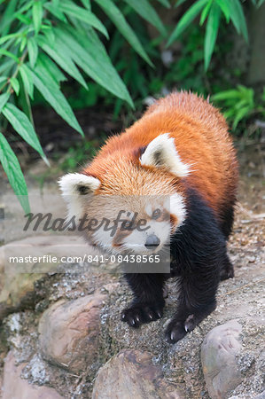 Red Panda (Ailurus fulgens), Sichuan Province, China, Asia