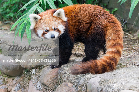 Red Panda (Ailurus fulgens), Sichuan Province, China, Asia