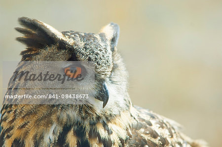 Eagle owl, United Kingdom, Europe