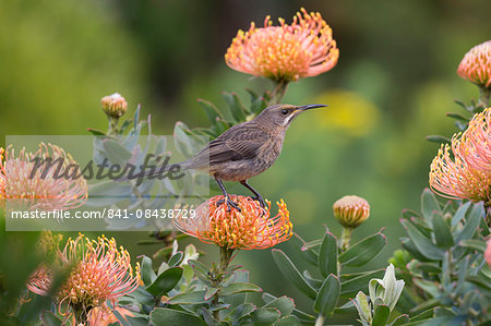 Cape sugarbird (Promerops cafer), perched on protea, Harold Porter Botanical Gardens, Western Cape, South Africa, Africa