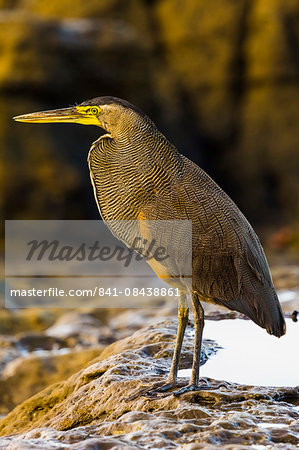 Bare-throated tiger-heron hunting on this south Nicoya Peninsula surf beach, Santa Teresa, Puntarenas, Costa Rica, Central America