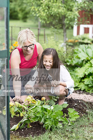 Mother with daughter digging new potatoes