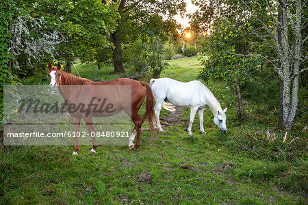 Horses grazing