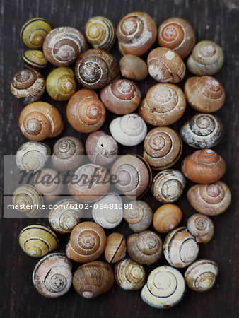 Shells on grey background