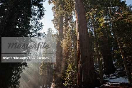 Sunlight shining through forest, Sequoia National Park, California, USA Sunlight shining through forest, Sequoia National Park, California, USA