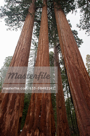 Giant redwood trees, Sequoia and Kings Canyon National Parks, California, USA