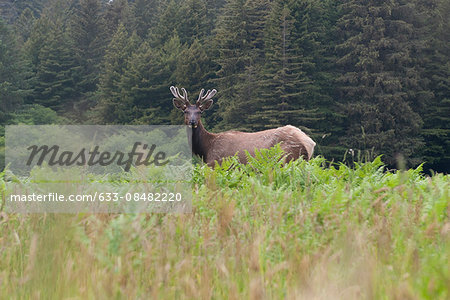 Roosevelt elk bull, Redwood National Park, California, USA