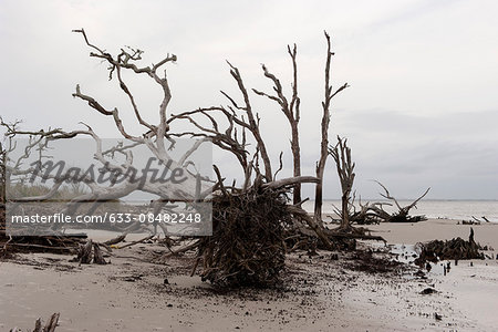 Dead, uprooted trees on beach, Jekyll Island, Georgia, USA