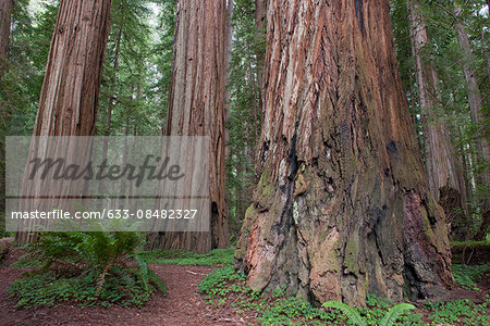 Giant redwood trees, Redwood National Park, California, USA