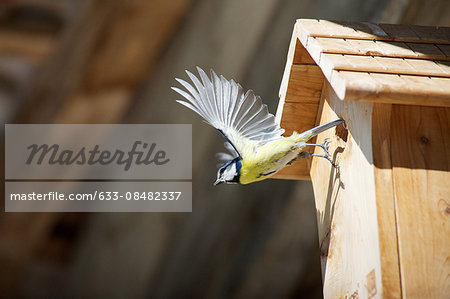 Blue tit (Cyanistes caeruleus) flying away from wooden birdhouse