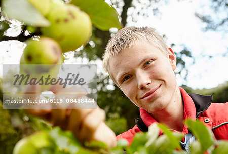 A young man reaching to pick cider apples from the bough of a tree in an orchard.