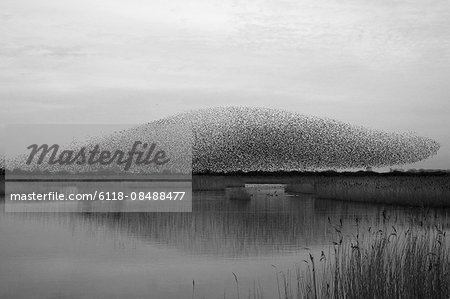 A murmuration of starlings, a spectacular aerobatic display of a large number of birds in flight at dusk over the countryside.