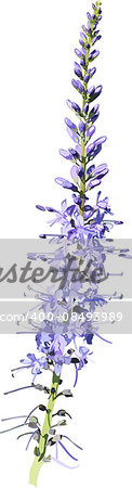 Isolated realistic purple lavender flower. Vector illustration