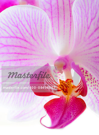 Beautiful Pink Orchid Flower Isolated on the White Background. Close up Floral Image