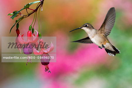 Hummingbird (archilochus colubris) in flight with tropical flower