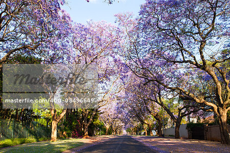 Early morning street scene in Pretoria, South Africa's capital, of jacaranda trees in bloom