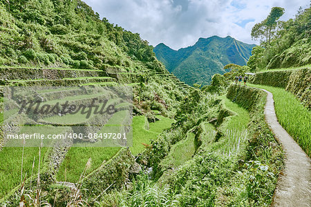 rice paddy terrace fields between banaue and batad infugao Luzon in Philippines