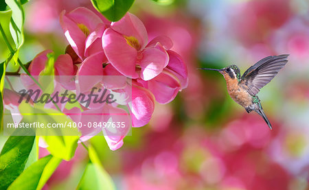 Hummingbird flying next to beautiful flower with pink bloom in background panoramic view