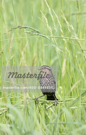 Female red-winged blackbird with food for her young.