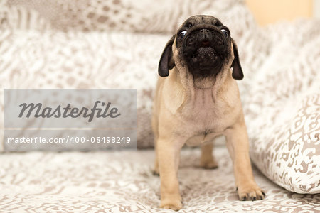 Lovely pug puppy playing with a girl on the couch