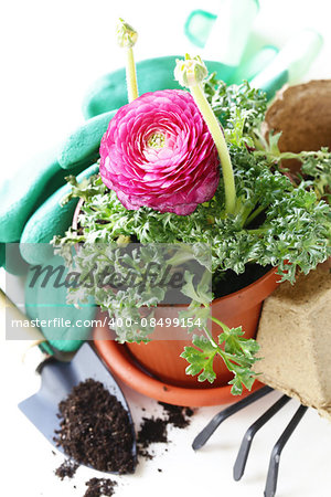 Gardening concept - buttercup flower in a pot and garden tools