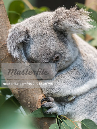 Close-up of a koala bear, selective focus