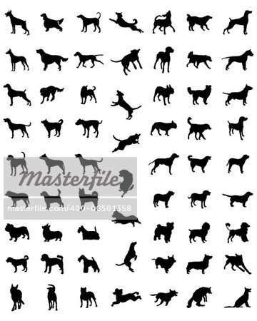 Black silhouettes of different races of dogs, vector