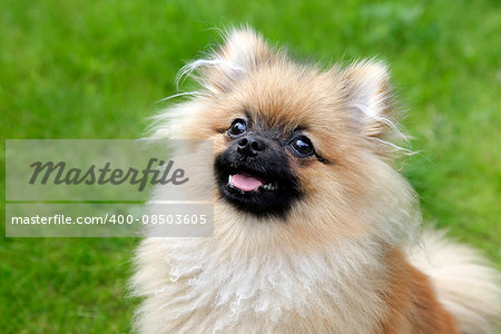 Spitz puppy isolated on green background