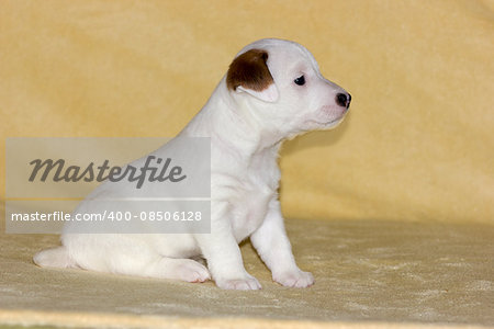 Little puppy of jack russell terrier on beige background