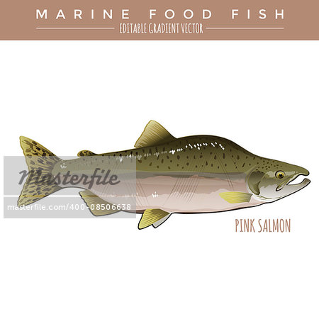 Pink Salmon illustration. Marine food fish, editable gradient vector