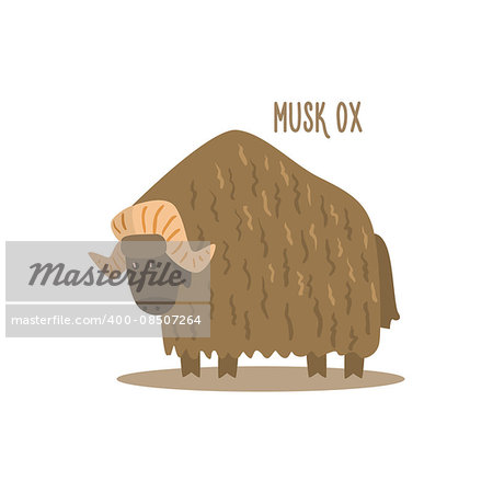 Musk Ox Drawing For Arctic Animals Collection Of Flat Vector Illustration In Creative Style On White Background