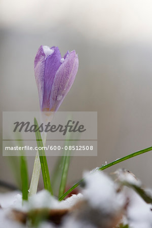 Close-up of Lilac Crocus Blooming in Spring, Upper Palatinate, Bavaria, Germany