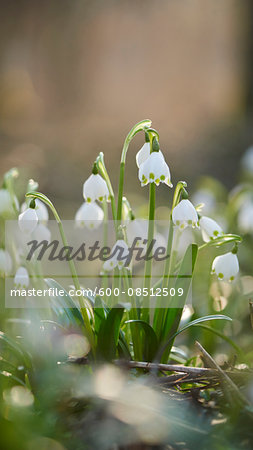 Close-up of Spring Snowflakes (Leucojum vernum) Blooming in Spring, Upper Palatinate, Bavaria, Germany