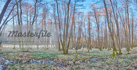 Landscape with Spring Snowflakes (Leucojum vernum) Blooming in Swamp in Spring, Upper Palatinate, Bavaria, Germany