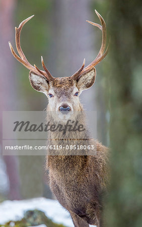 Red deer stag (Cervus elaphus), Scottish Highlands, Scotland, United Kingdom, Europe