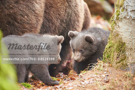 Portrait of Eurasian Brown Bear (Ursus arctos arctos) Cubs with Mother in Bavarian Forest in Spring, Bavaria, Germany