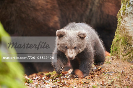 Portrait of Eurasian Brown Bear (Ursus arctos arctos) Cub in Bavarian Forest in Spring, Bavaria, Germany