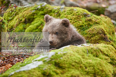 Portrait of Eurasian Brown Bear (Ursus arctos arctos) Cub in Bavarian Forest in Spring, Bavaria, Germany