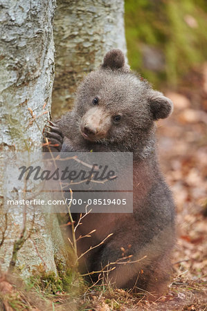 Close-up of Eurasian Brown Bear (Ursus arctos arctos) Cub in Bavarian Forest in Spring, Bavaria, Germany