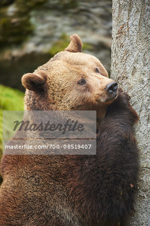Portrait of Eurasian Brown Bear (Ursus arctos arctos) in Bavarian Forest in Spring, Bavaria, Germany