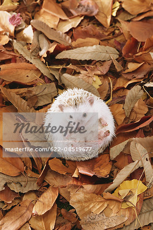 Hedgehog on fallen leaves