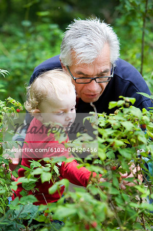 Grandfather and grandchild picking raspberrys