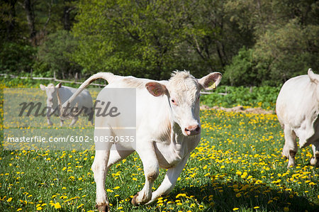 Cows running on meadow