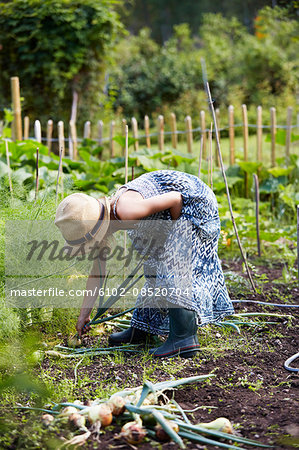 Girl picking up onions
