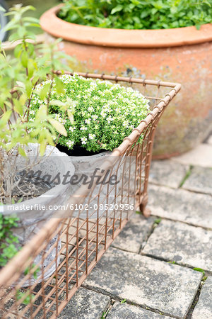 Potted plants in garden